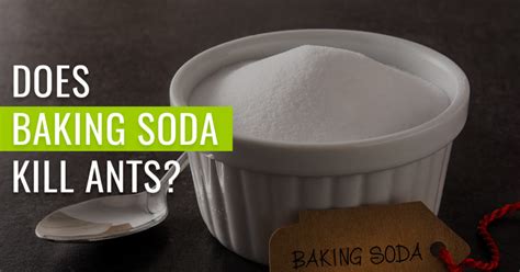 Does Baking Soda kill Ants? | Pest Resources