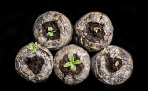 Mistakes When Germinating Cannabis Seeds - Marijuana Seeds Online - Cannabis Collectibles