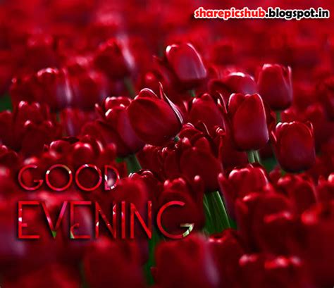 Lovely Red Roses Good Evening Wishes Greeting Card Images | Share Pics Hub