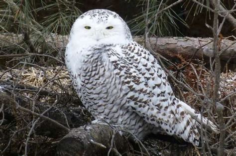 Birds of Prey | 6 Facts About Snowy Owls