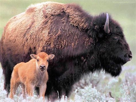 Bison With Calf - Desi Comments