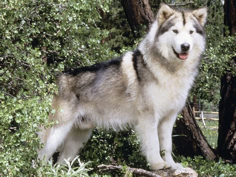 Alaskan Malamute - Pictures, Puppies, Diet, Breeding, Facts, Habitat, Behavior | Animals Adda