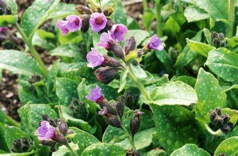 How to Grow and Care for Lungwort (Pulmonaria) Plants