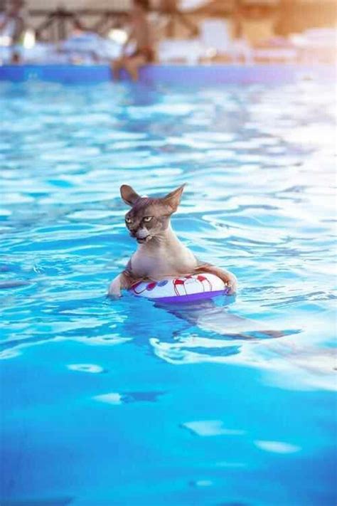 Cat in pool | Swimming cats, Sphynx cat, Funny animals