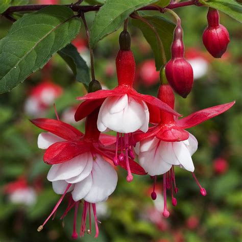 Plants Fruits Tree Herbs - Live Tropical House Plants. Live Fuchsias Red/White Plant Fit 1QRT Pot