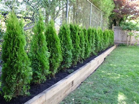 The Benefits of Planting Red Cedar Trees | Fence landscaping, Backyard trees, Privacy fence ...