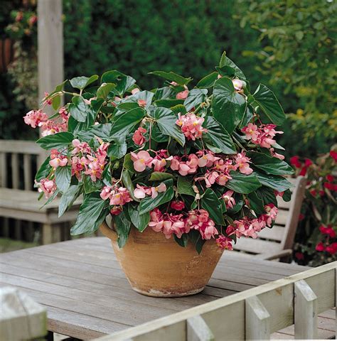 Begonia - Dragon Wing Pink, Ball Horticultural Co. | Planting flowers, Begonia dragon, Begonia