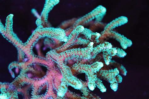 Green Paradise Birdsnest Coral Frag (Row #43) - Frag Box Corals