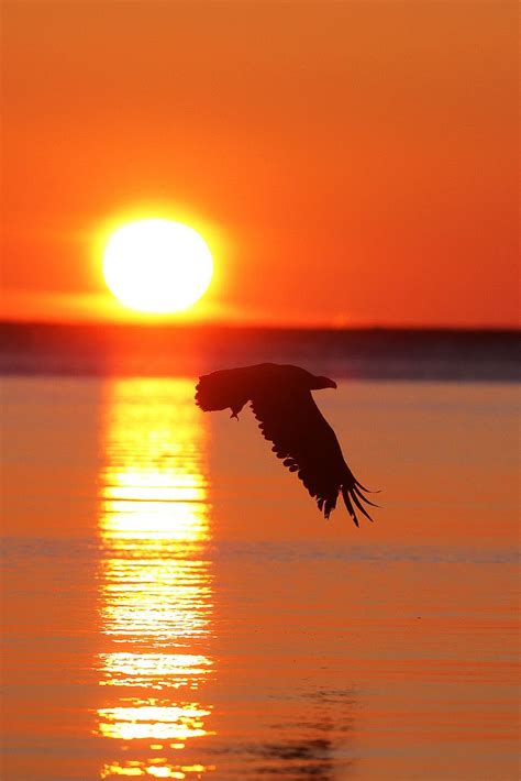 Bald eagle in flight as sundown | Eagle in flight, Bald eagle, Alaska photography