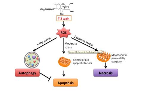 Autophagy Apoptosis Necrosis