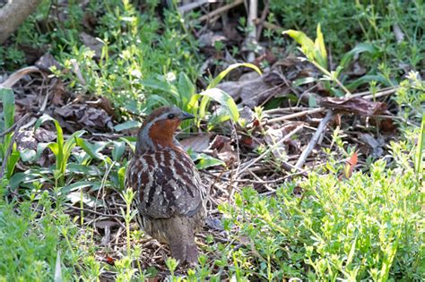 Ayam Hutan Bambu Cina Di Rumput Foto Stok - Unduh Gambar Sekarang - Bambu - Suku rumput-rumputan ...