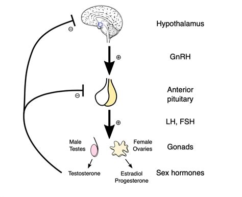 Puberty Hormonal Changes - Medical Exam Prep