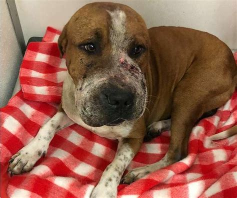 Dexter the dog was found covered in snake bites and might need a forever home - Houston Chronicle