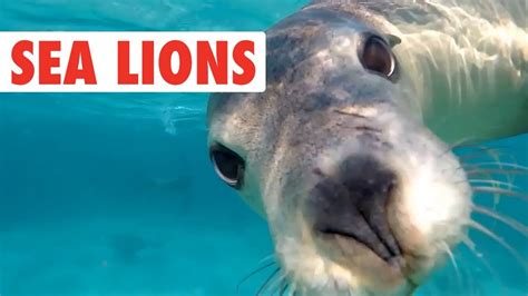 Funny Sea Lion/Seal Video Compilation | Dogs of the Sea | ADEW Pets Centre