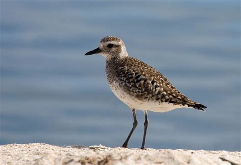 Black-bellied Plover - Greg in San Diego