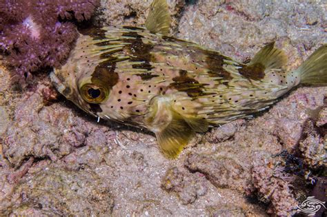 Long Spined Porcupinefish – Facts and Photographs | Seaunseen