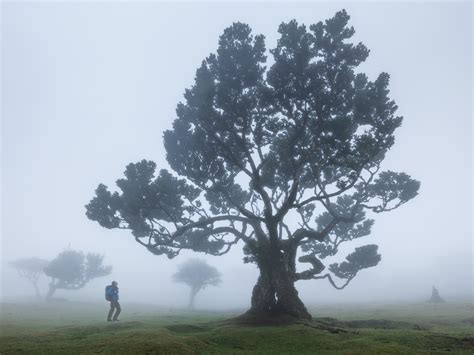 Fanal Forest Madeira Photography Guide