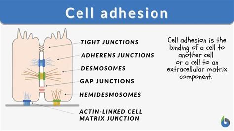 Cell adhesion Definition and Examples - Biology Online Dictionary