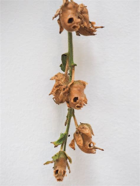 Dried Snapdragon Skull Seed Pods on the Stem West Coast - Etsy Canada