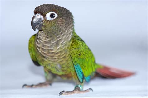 Green-Cheeked Conure — Full Profile, History, and Care