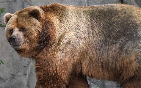 Short-faced bear – the largest bear of all time? | DinoAnimals.com