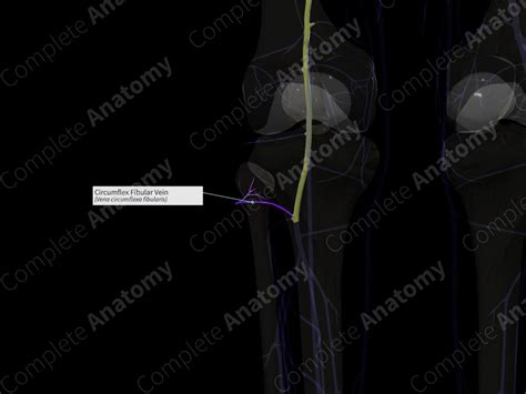 Circumflex Fibular Vein (Left) | Complete Anatomy