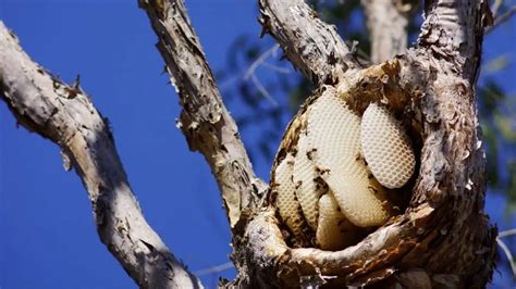 Identifying a bees nest