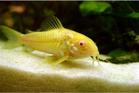 Albino_Corydoras – Bivium