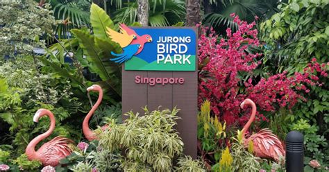 Jurong Bird Park to close after Jan. 3, 2023 - Mothership.SG - News from Singapore, Asia and ...