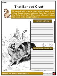 Banded Palm Civet Facts, Worksheets & Physical Description For Kids