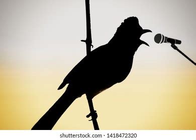 1 Singing Bulbul Posters Images, Stock Photos, 3D objects, & Vectors | Shutterstock