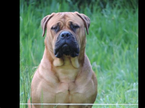 Bullmastiff Puppies For Sale - AKC Marketplace