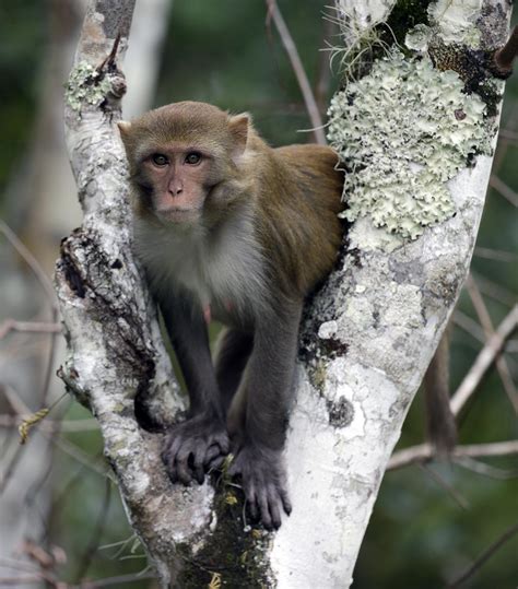 Florida's Wild Monkeys Have Dangerous Herpes | RealClearScience