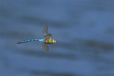 The Emperor Dragonfly