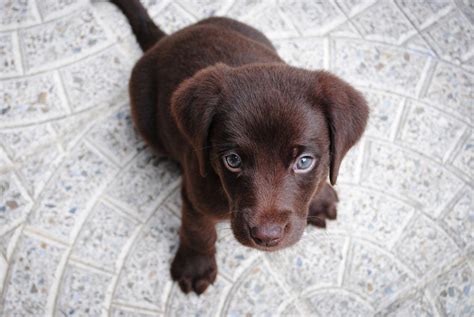 Labrador Chocolate - Guía completa del Labrador Retriever Chocolate