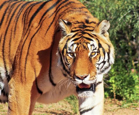 A Portrait of a Bengal Tiger in the Forest Photograph by Derrick Neill - Fine Art America