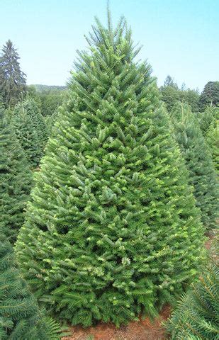 Douglas Fir | Wells Christmas Tree Farm