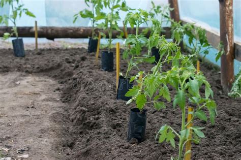 Tomato Seedlings in Containers on Soil are Prepared To Be Transplanted into Ground in Greenhouse ...