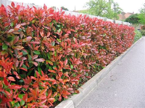 Photinia Red Robin Image Gallery | Evergreen Hedging