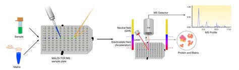 MALDI-TOF Mass Spectrometry - Creative Proteomics