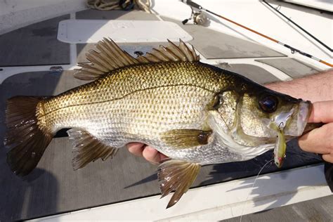 Green light to fish Australian Bass and Estuary Perch | Mirage News