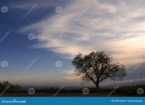 Silhouette of a Tree at Sunset Stock Photo - Image of gold, full: 37977206