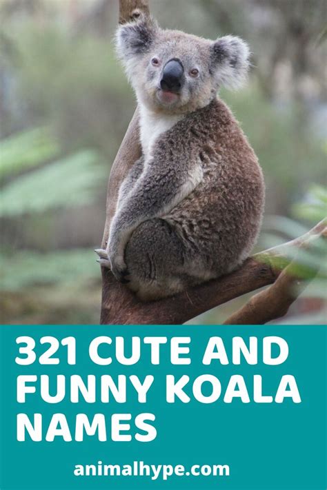 Cute and Funny Koala Names | Funny koala, Koala, Cute names