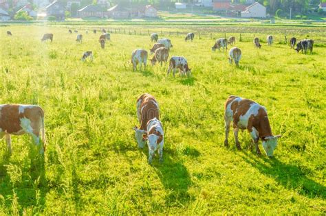 Cows grazing on pasture stock image. Image of graze - 117479425