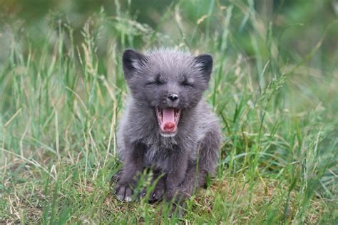 Five Arctic Fox Cubs Born at Highland Wildlife Park | The Highland Times