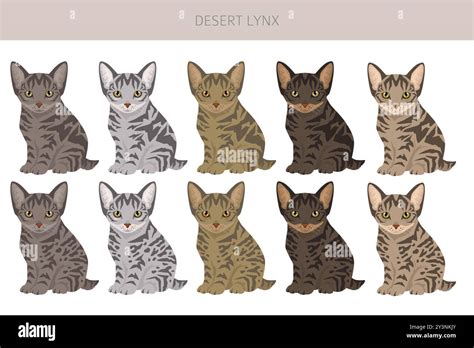 Desert Lynx Cat clipart. All coat colors set. All cat breeds characteristics infographic. Vector ...