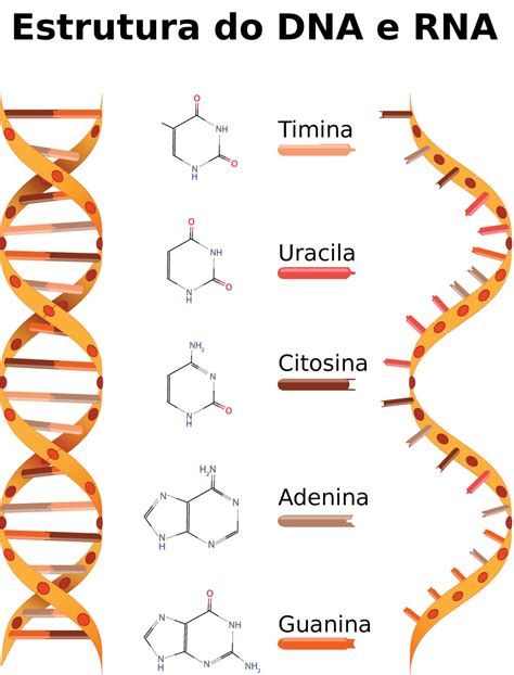 RNA - ácido ribonucléico - Citologia - InfoEscola