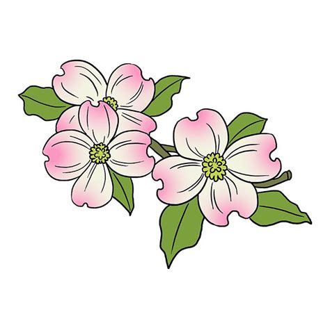 how to draw a dogwood flower step by step ...