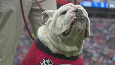 All the Uga's over the years | University of Georgia mascot | 11alive.com