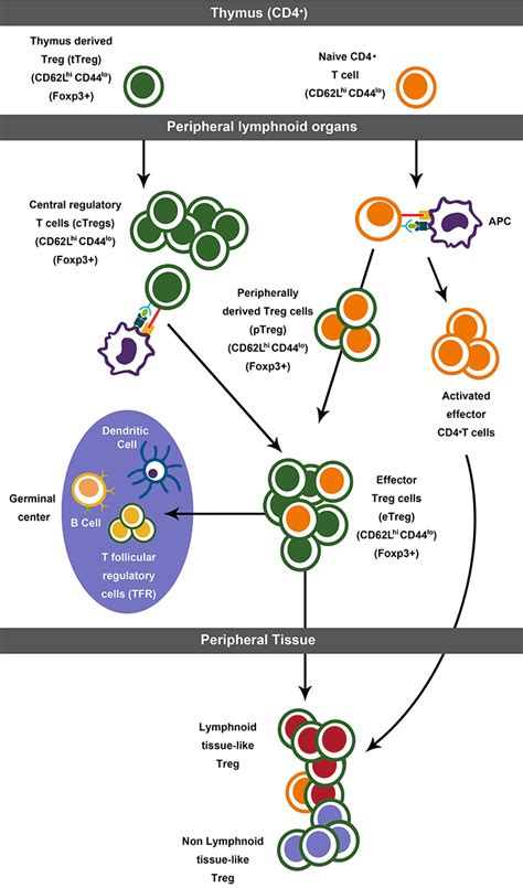 Regulatory T Cells Overview | Thermo Fisher Scientific - DE